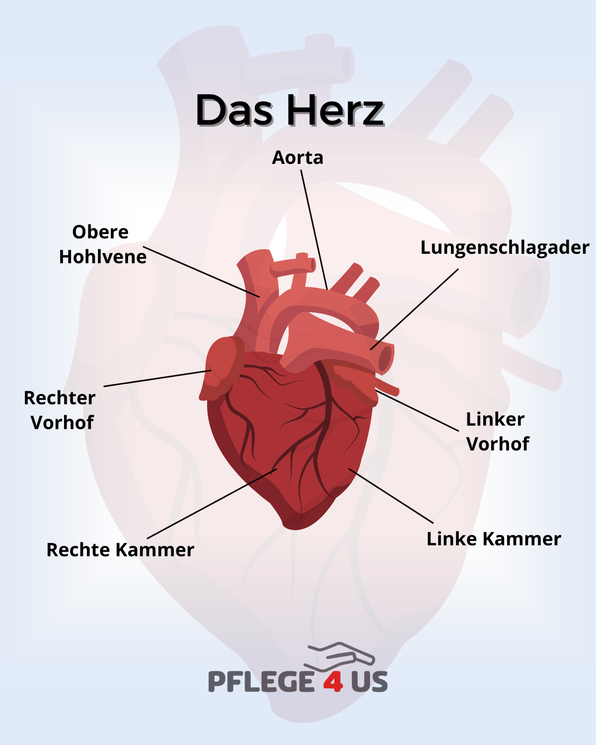 Abbildung eines Herzens mit Beschriftung