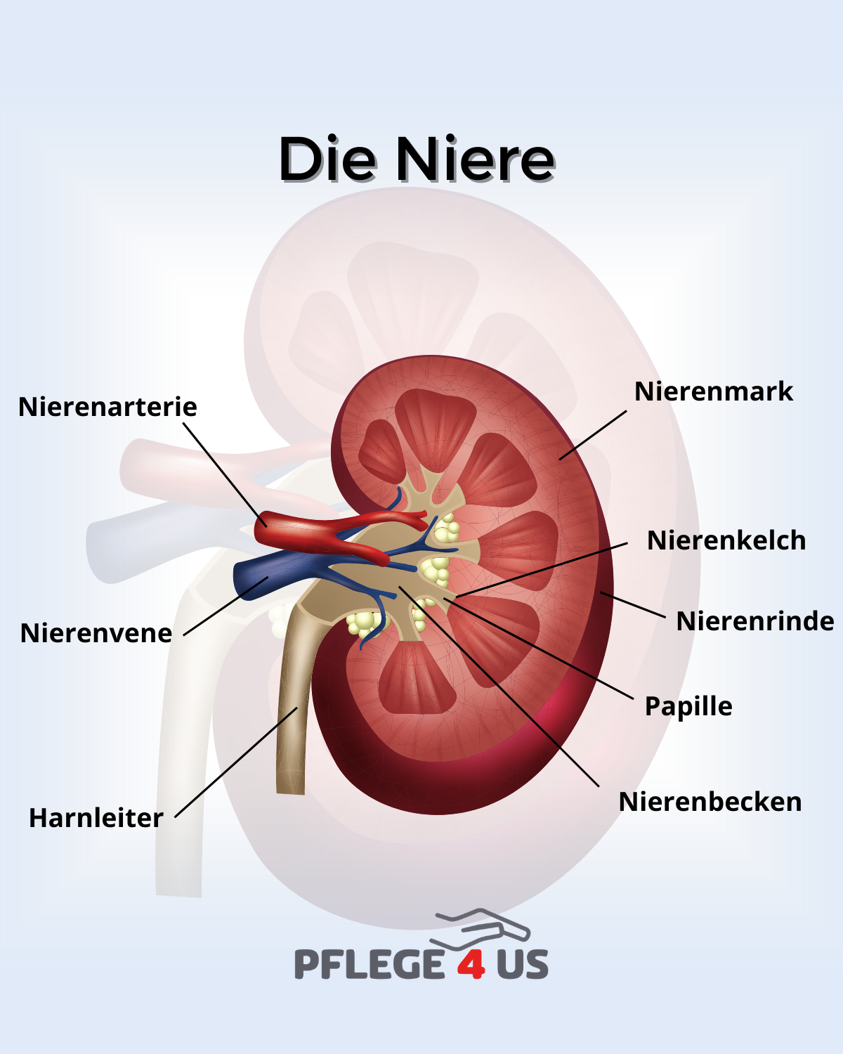 Abbildung einer Niere mit Beschriftung